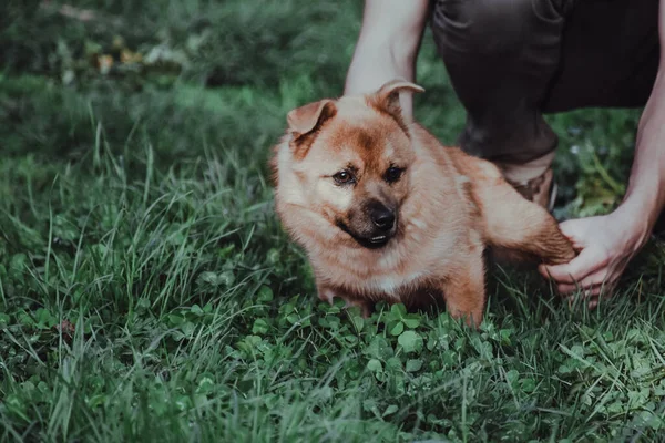 Otların Arasında Dogası Olan Bir Sahibin Sığ Odağı — Stok fotoğraf