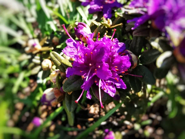 花园里的紫色杜鹃花 — 图库照片