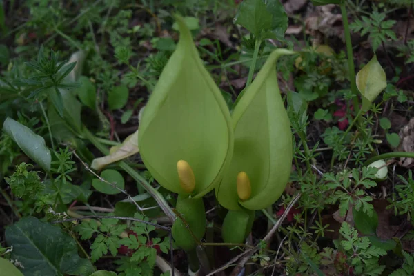 High Angle Shot Green Arum Italicum Flowers Garden — Stock Photo, Image