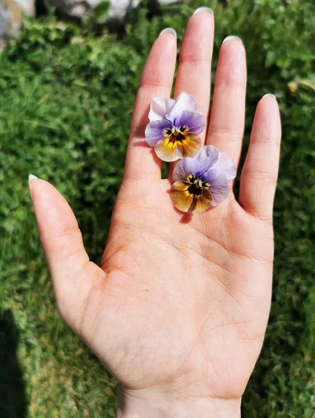 Kvinnlig Hand Håller Penséer Trädgård — Stockfoto