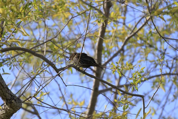 Een Lage Hoek Opname Van Een Zwarte Vogel Tussen Boom — Stockfoto