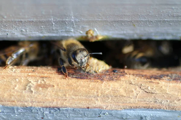 Una Macro Toma Abejas Fuera Colmena Día Soleado —  Fotos de Stock