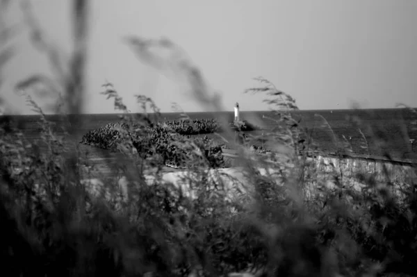 Grayscale View Meadow Swaying Plants — Stock Photo, Image