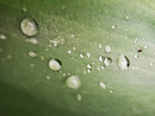 Çiy Damlalı Taze Yeşil Bir Yaprağın Makro Çekimi — Stok fotoğraf