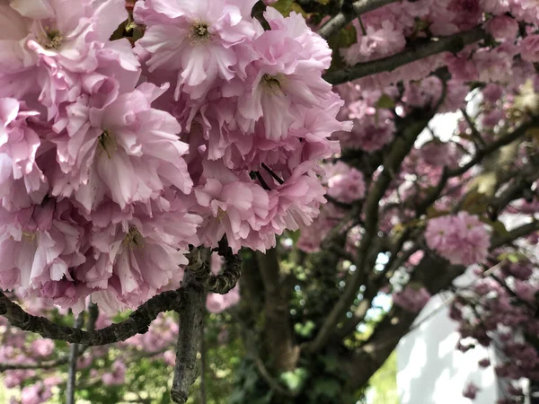 Een Closeup Shot Van Prachtige Sakura Bloesems Boom Takken — Stockfoto