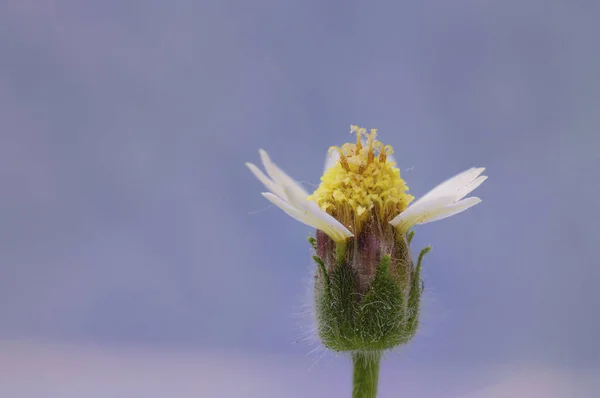 Ένα Άγριο Λουλούδι Σαν Μαργαρίτα Λίγα Πέταλα Στο Φόντο Του — Φωτογραφία Αρχείου