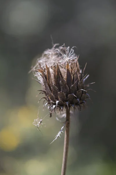 Gedroogde Distel Wazige Achtergrond — Stockfoto