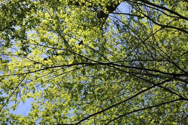 Tiro Ángulo Bajo Ramas Árbol Verdes Sobre Fondo Cielo Azul — Foto de Stock