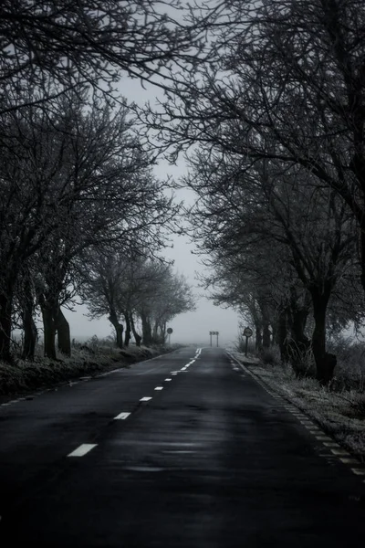 冬の木々の間に広がる霧に包まれた道 — ストック写真