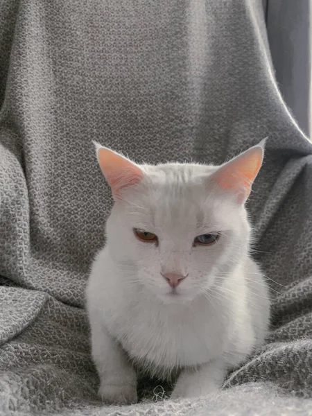 Primer Plano Gato Blanco Sillón — Foto de Stock