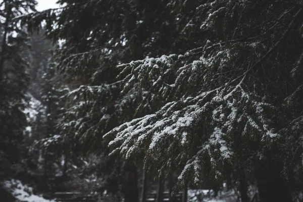 Cederboom Takken Bedekt Met Sneeuw — Stockfoto