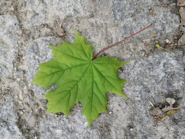 Gros Plan Une Seule Feuille Érable Sur Fond Pierre Dans — Photo