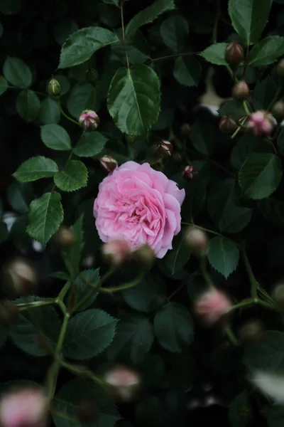 Een Selectieve Focus Shot Van Een Mooie Roze Roos — Stockfoto