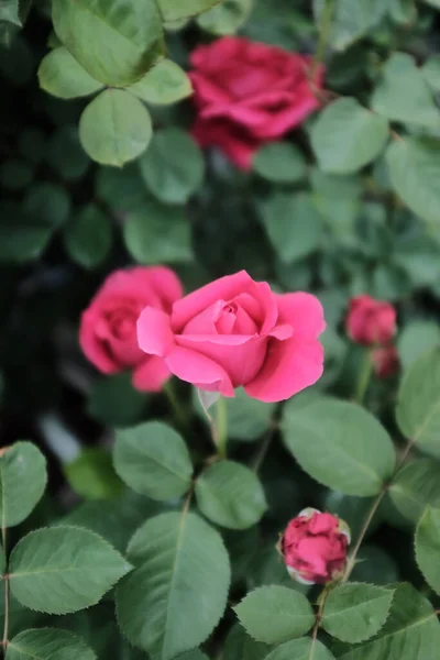 Güzel Pembe Bir Gülün Seçici Odak Noktası — Stok fotoğraf