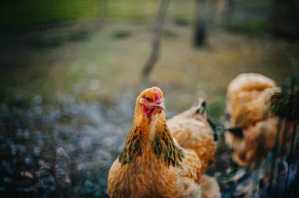Çiftlikte Kahverengi Bir Tavuk — Stok fotoğraf
