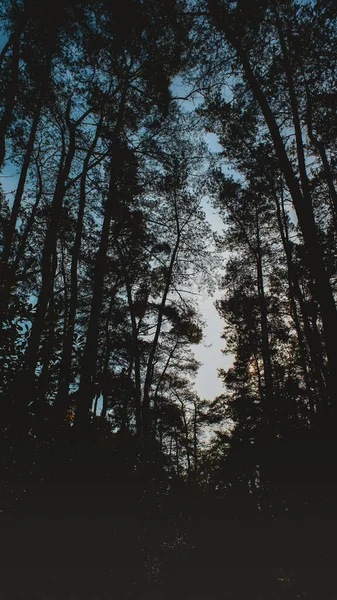 轮廓中日落时分森林中高大树木的自然景观 — 图库照片