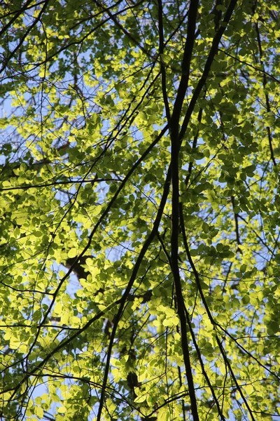 Niski Kąt Ujęcia Zielonych Gałęzi Drzewa Tle Niebieskiego Nieba — Zdjęcie stockowe