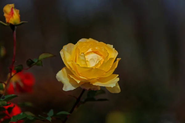 Une Mise Point Sélective Une Belle Rose Jaune — Photo