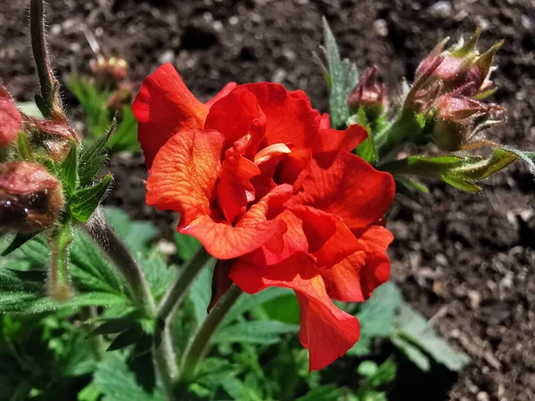 Flor Diurna Vermelha Jardim — Fotografia de Stock