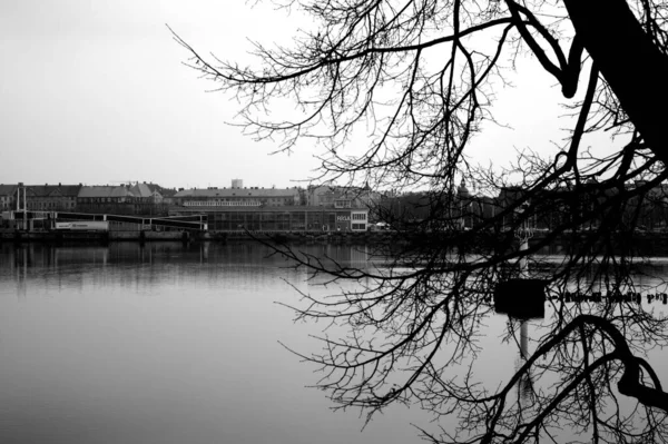 Grayscale Shot Long Tree Branches Lake — Stock Photo, Image