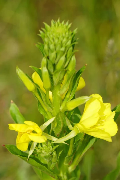 Eine Gelbe Blume Namens Nachtkerze Die Garten Wächst — Stockfoto
