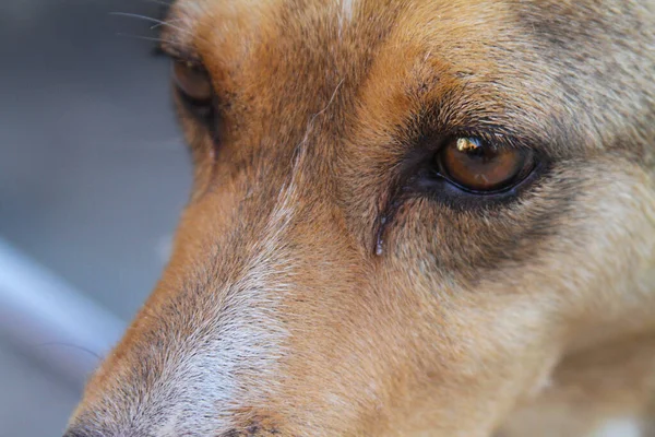 Närbild Bruna Hund Öga — Stockfoto