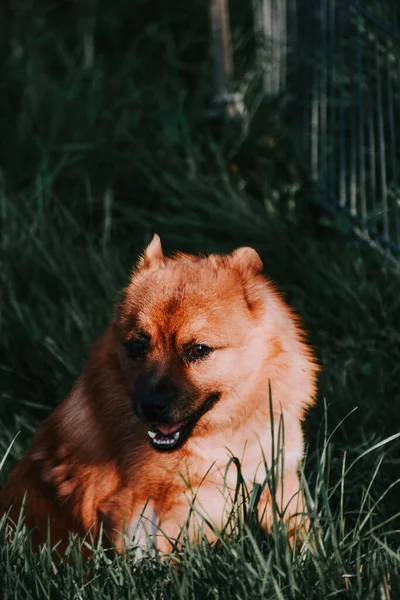 Tiro Close Spitz Finlandês Marrom Uma Grama Verde — Fotografia de Stock