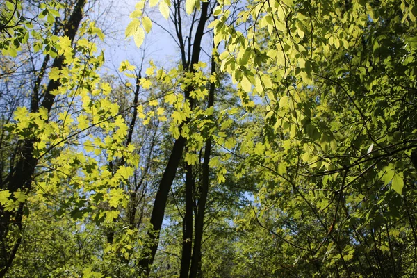 Colpo Angolo Basso Rami Albero Verdi Uno Sfondo Cielo Blu — Foto Stock