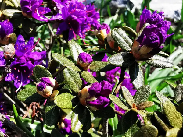 Lila Rhododendron Blommor Trädgård — Stockfoto
