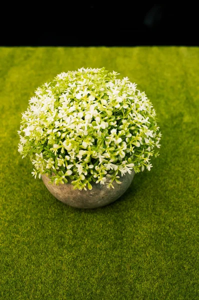 Ένα Κάθετο Πλάνο Από Ένα Λευκό Ανθισμένο Φυτό Στην Κατσαρόλα — Φωτογραφία Αρχείου