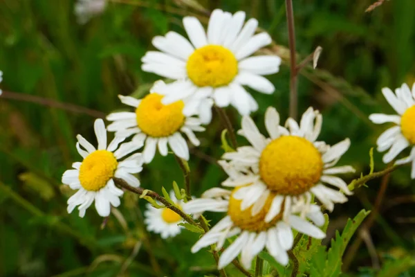 Lindas Flores Camomila Com Pétalas Brancas Cultivadas Jardim — Fotografia de Stock