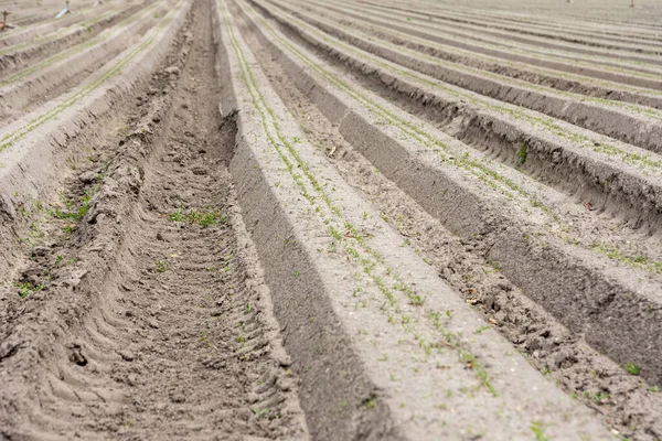 Een Close Shot Van Lijnen Voor Planten Een Landbouwveld — Stockfoto