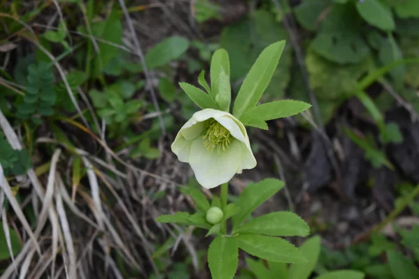 Primer Plano Una Flor Blanca Planta Infernal Con Hojas Verdes — Foto de Stock