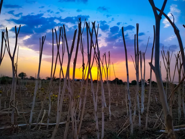 Los Postes Madera Viñedo Atardecer — Foto de Stock