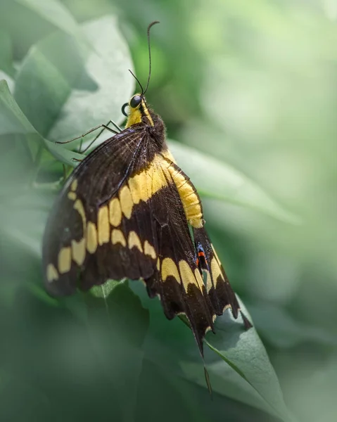 Vertical Shot Papilio Demoleuz Butterfly Beautiful Wings — Stock Photo, Image