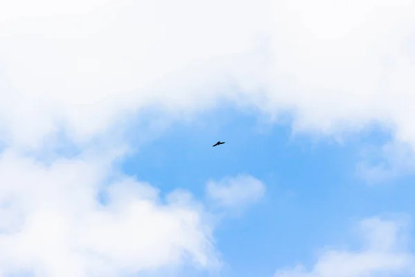 Ein Vogel Fliegt Einem Wolkenverhangenen Blauen Himmel — Stockfoto