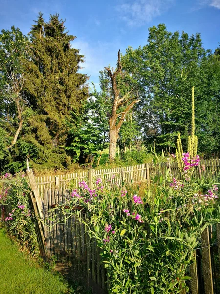 Jardín Bien Cuidado Con Flores Florecientes Vallas Piquete Campo Pintoresco — Foto de Stock