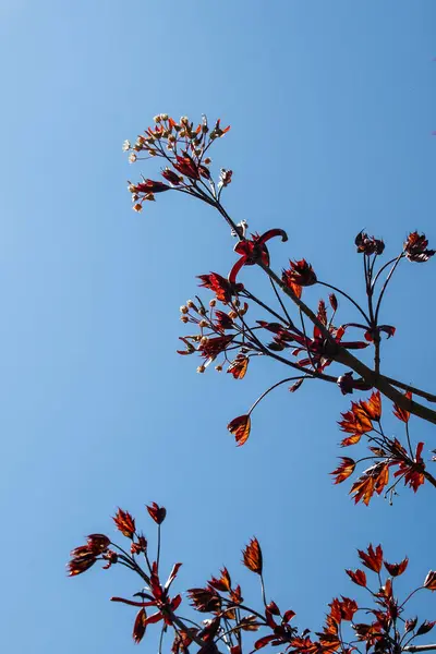 배경에 피어나는 단풍나무의 — 스톡 사진