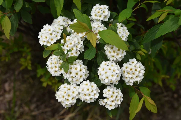 Een Hoge Hoek Opname Van Een Bruids Krans Spirea Bos — Stockfoto