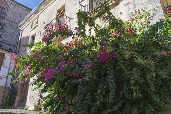 Gros Plan Arbre Fleurs Dans Ville Médiévale Caceres Estrémadure Espagne — Photo