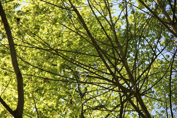 Tiro Baixo Ângulo Galhos Árvore Verde Fundo Azul Céu — Fotografia de Stock