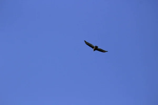 Niski Kąt Strzał Latającego Czarnego Ptaka Jasnym Błękitnym Niebem Tle — Zdjęcie stockowe