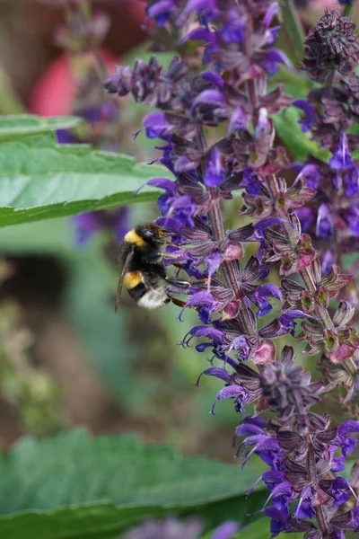Μια Μέλισσα Γονιμοποιεί Ένα Πορφυρό Κοινό Φασκόμηλο Στον Κήπο — Φωτογραφία Αρχείου