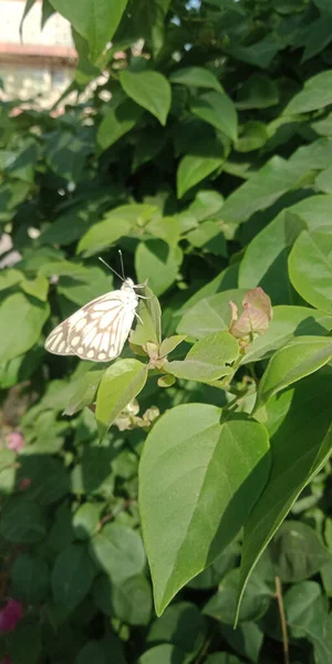 Plan Vertical Beau Papillon Sur Feuille Arbre Dans Parc — Photo