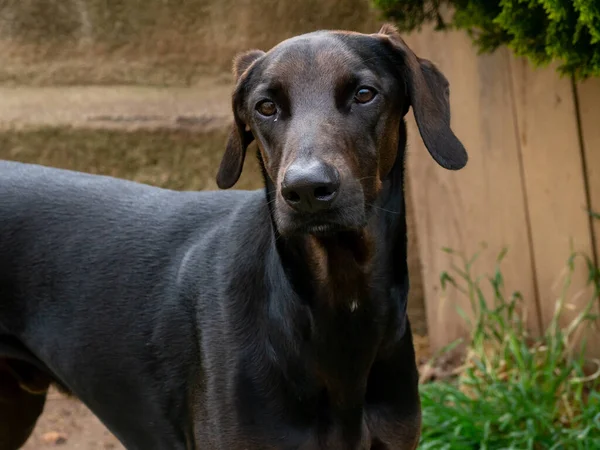 Een Close Shot Van Een Bastaard — Stockfoto