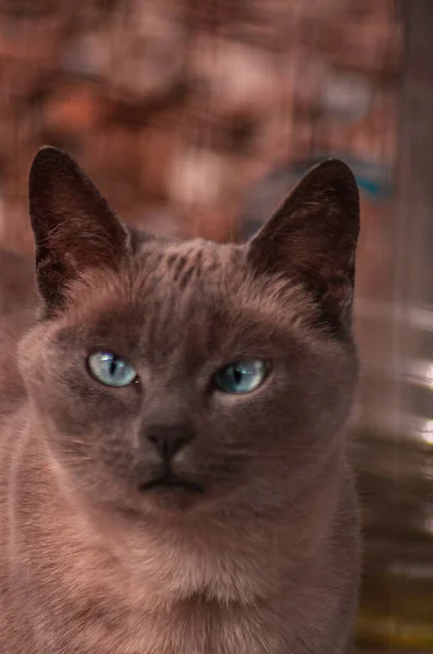 Retrato Gato Birmano Doméstico Bajo Las Luces Con Fondo Borroso —  Fotos de Stock