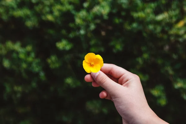 Una Mano Sosteniendo Una Pequeña Flor Amarilla Sobre Fondo Árboles — Foto de Stock