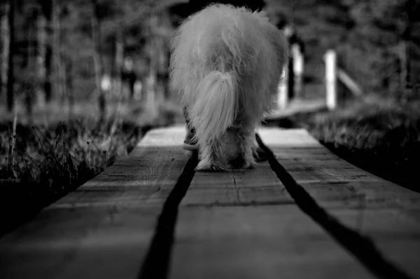 在户外散步的狗的灰度背影 — 图库照片