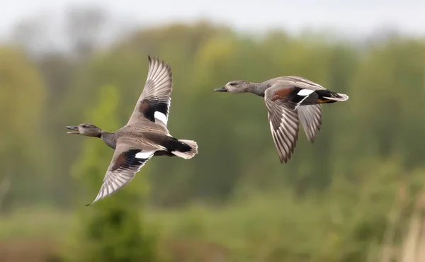 Tiro Seletivo Foco Dois Pintails Norte Voo — Fotografia de Stock