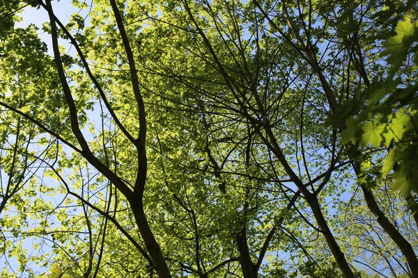 Tiro Ángulo Bajo Ramas Árbol Verdes Sobre Fondo Cielo Azul — Foto de Stock